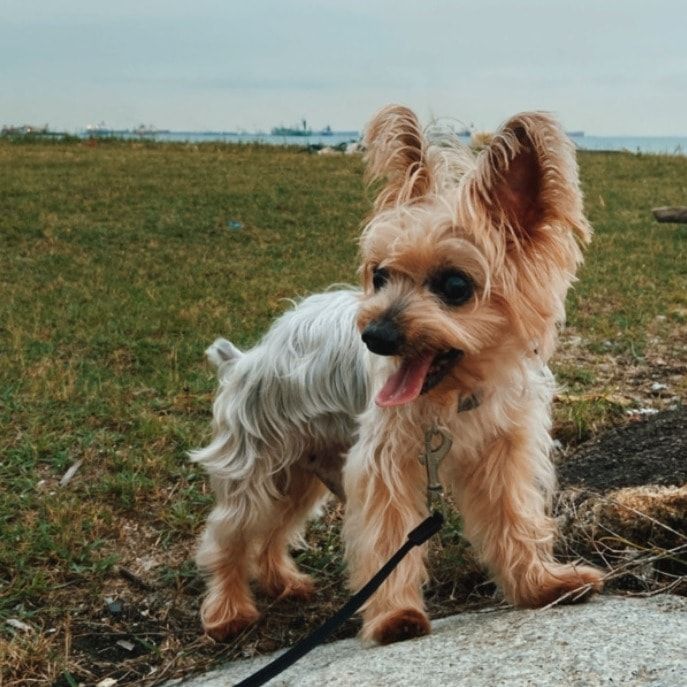 Portrait of Tobias aka Tobi, the dog