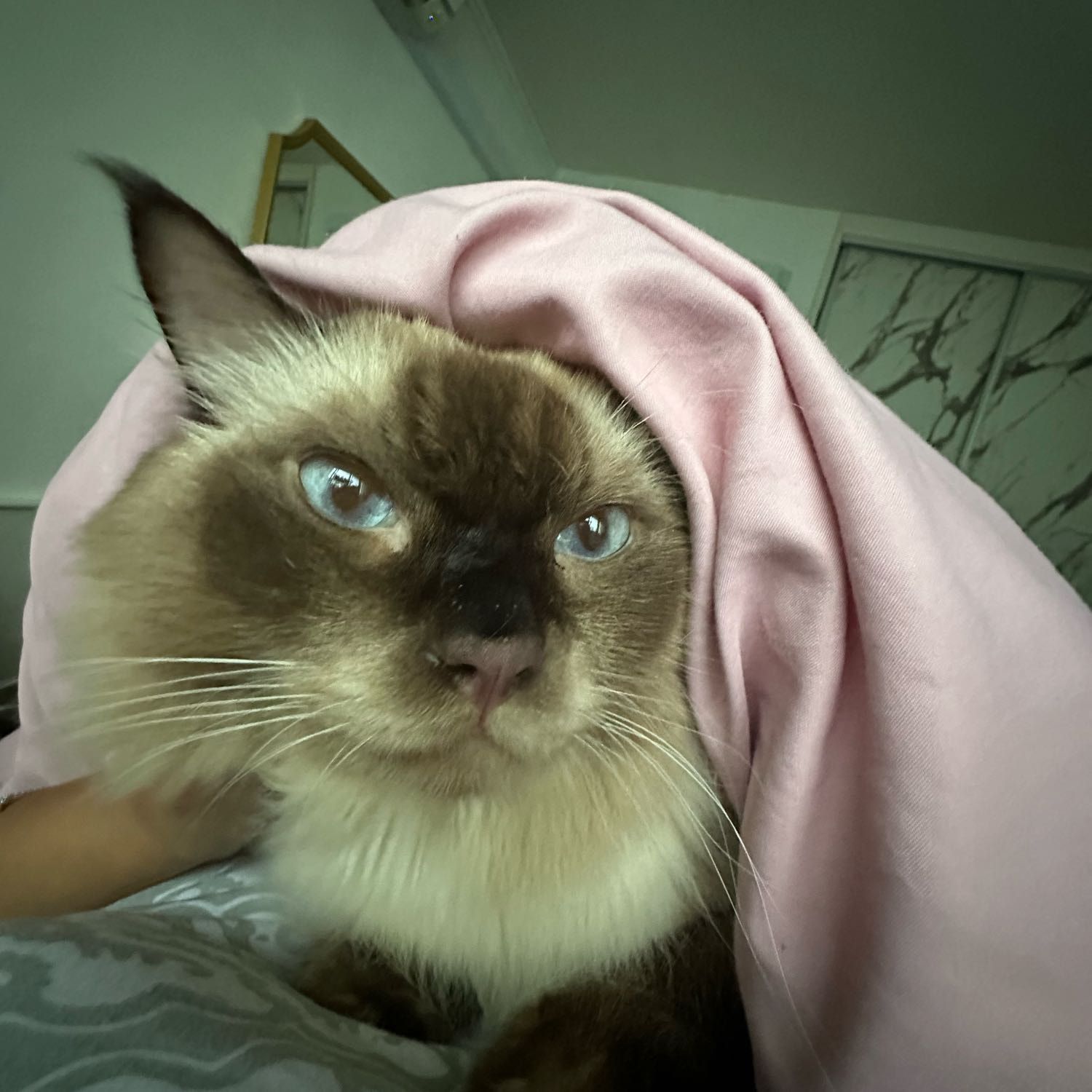 Portrait of Ashlan, the cat