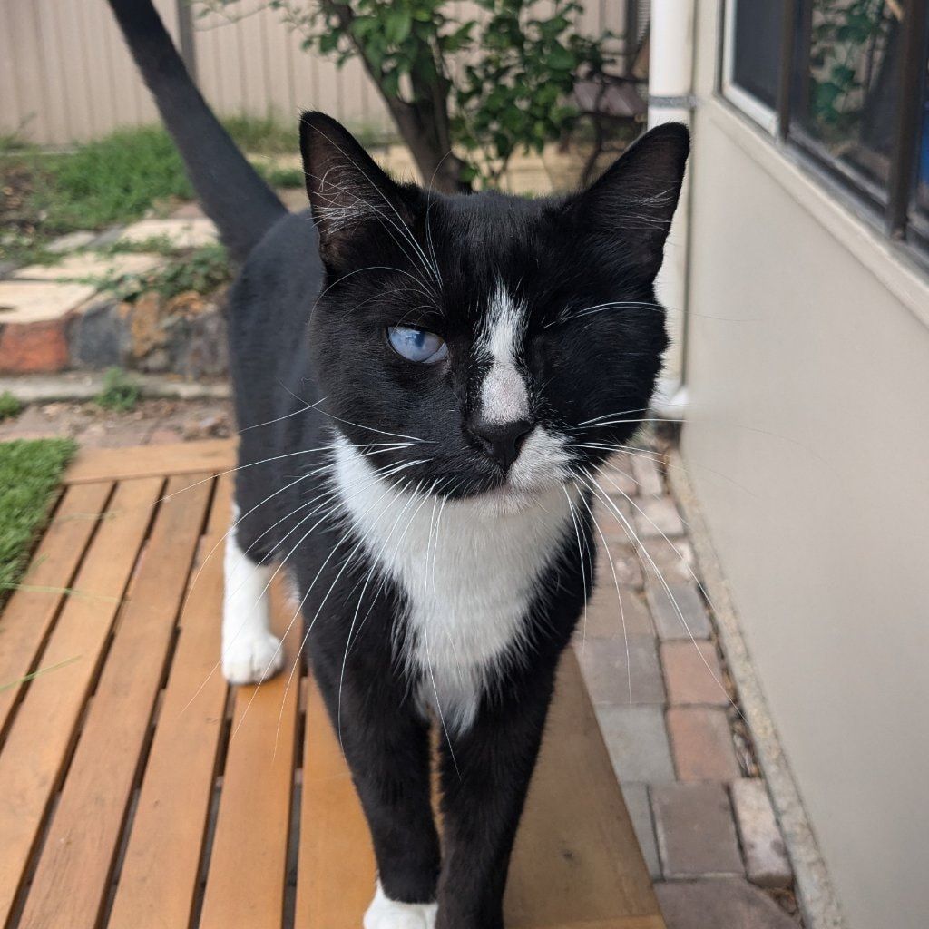 Portrait of Mike wasowski, the cat