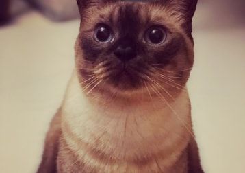 Portrait of Money, the cat