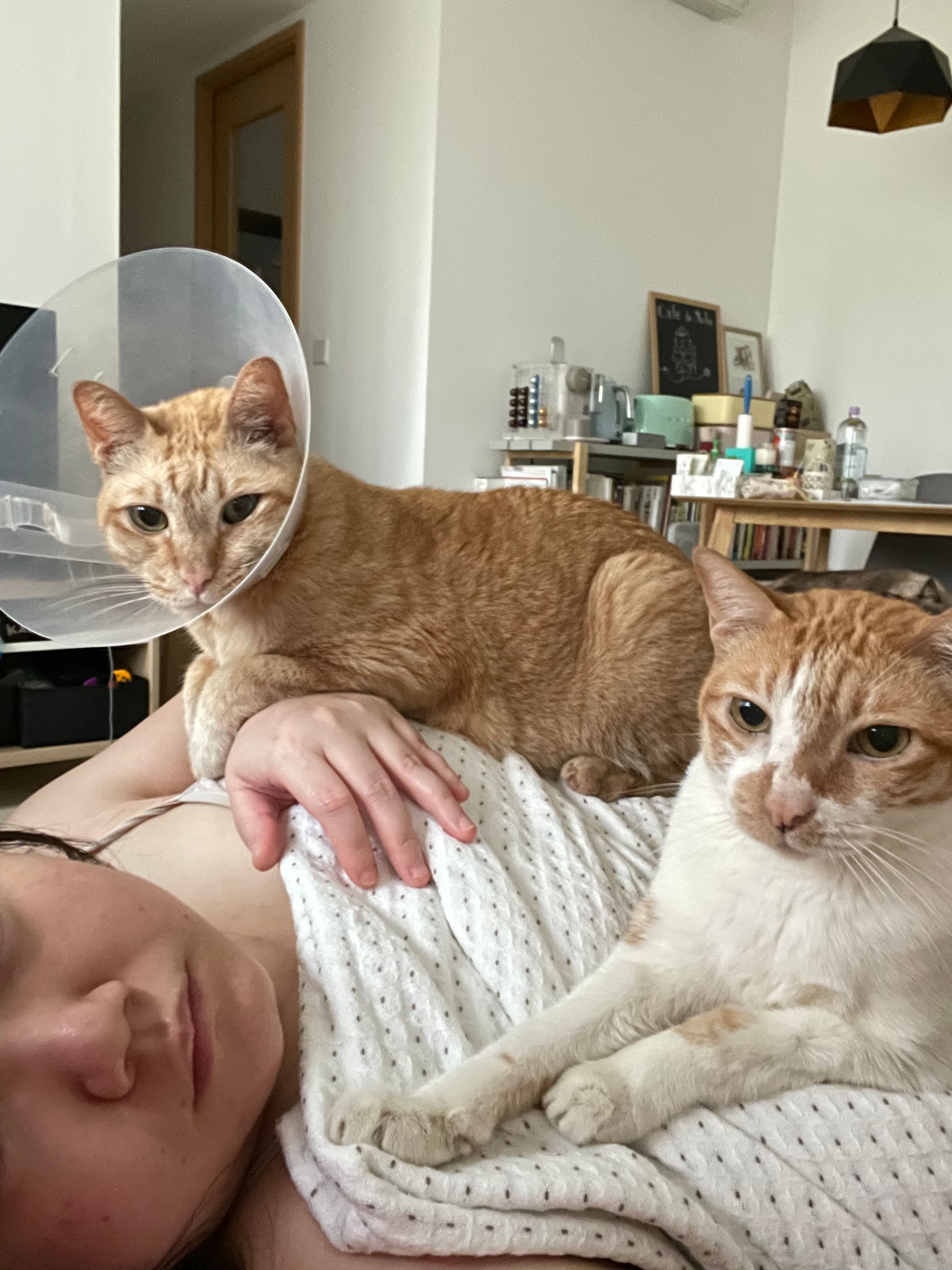 image-7