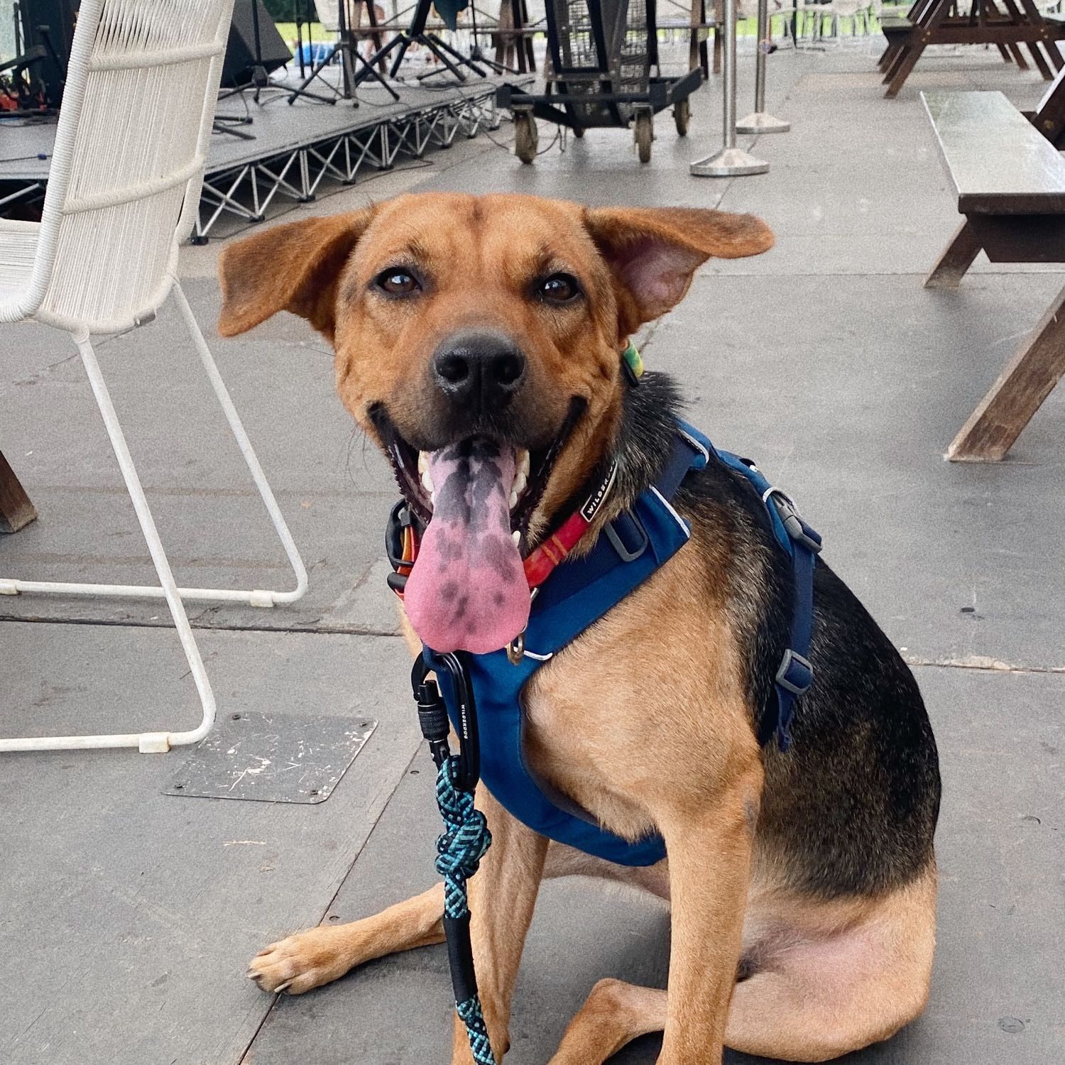 Portrait of Duke, the dog