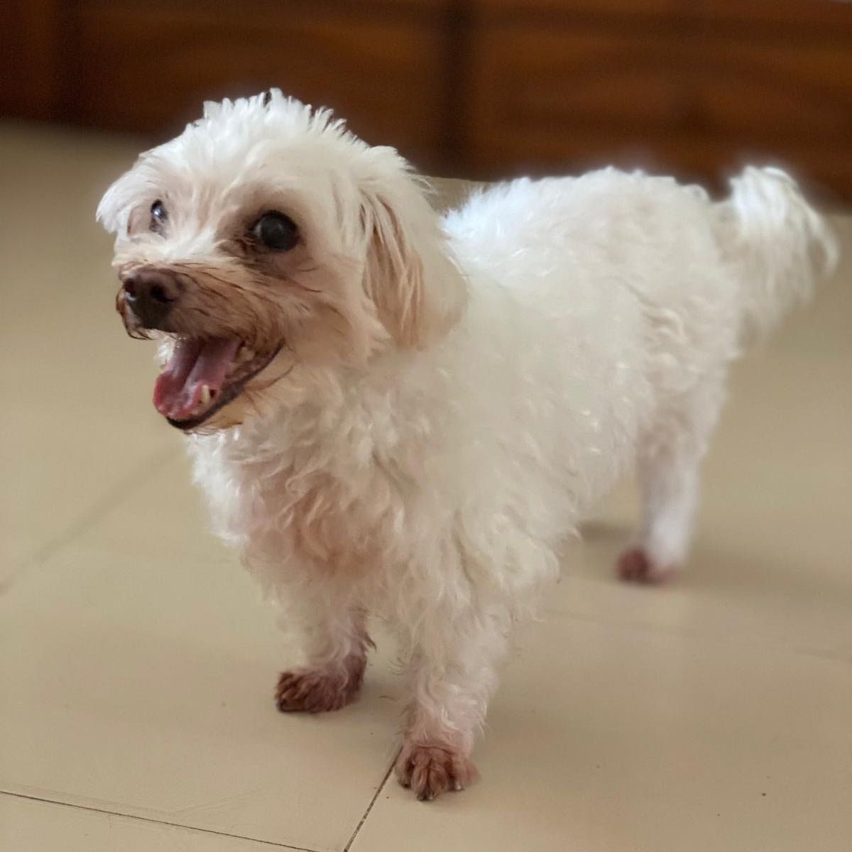 Portrait of Duo Duo , the dog