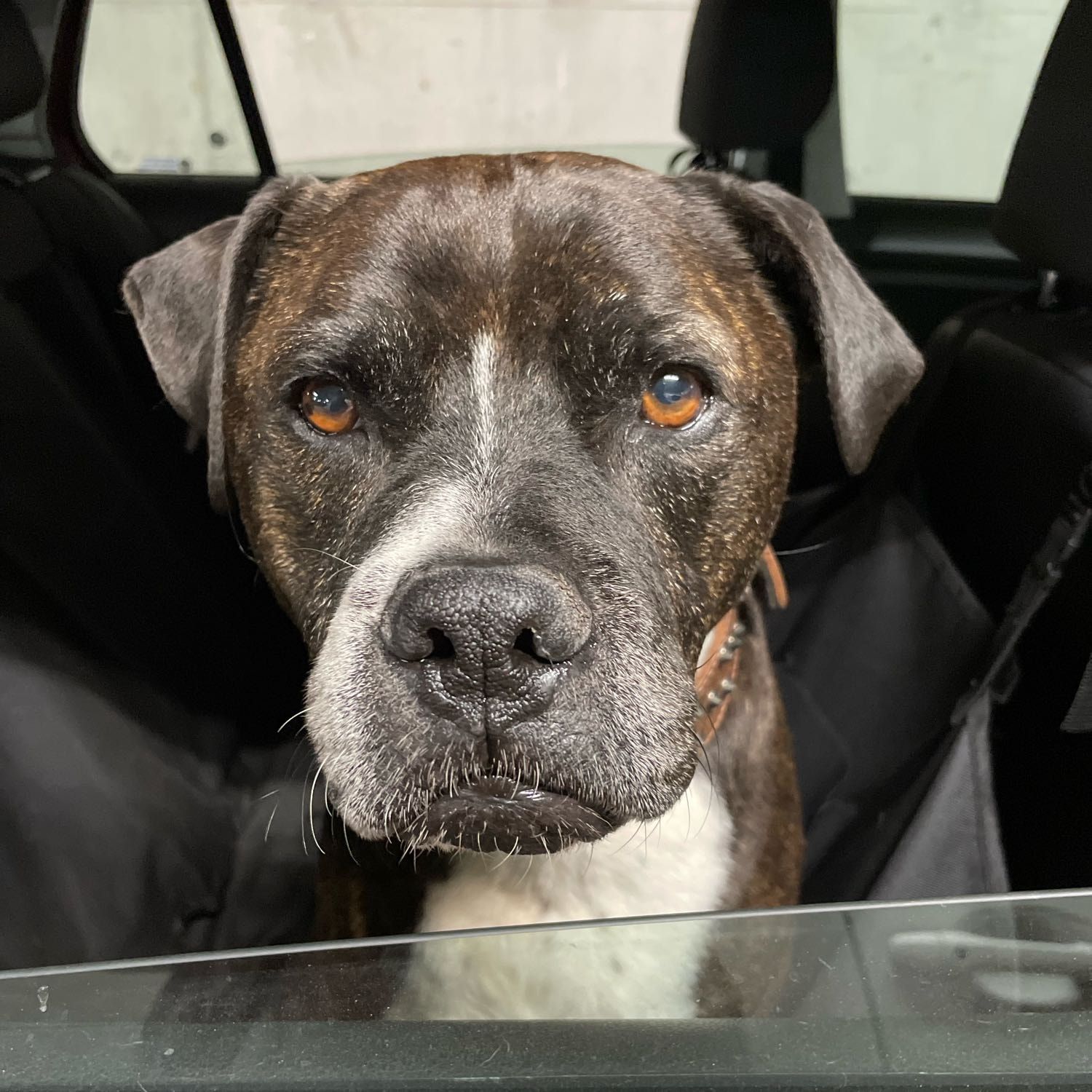 Portrait of Buddy , the dog