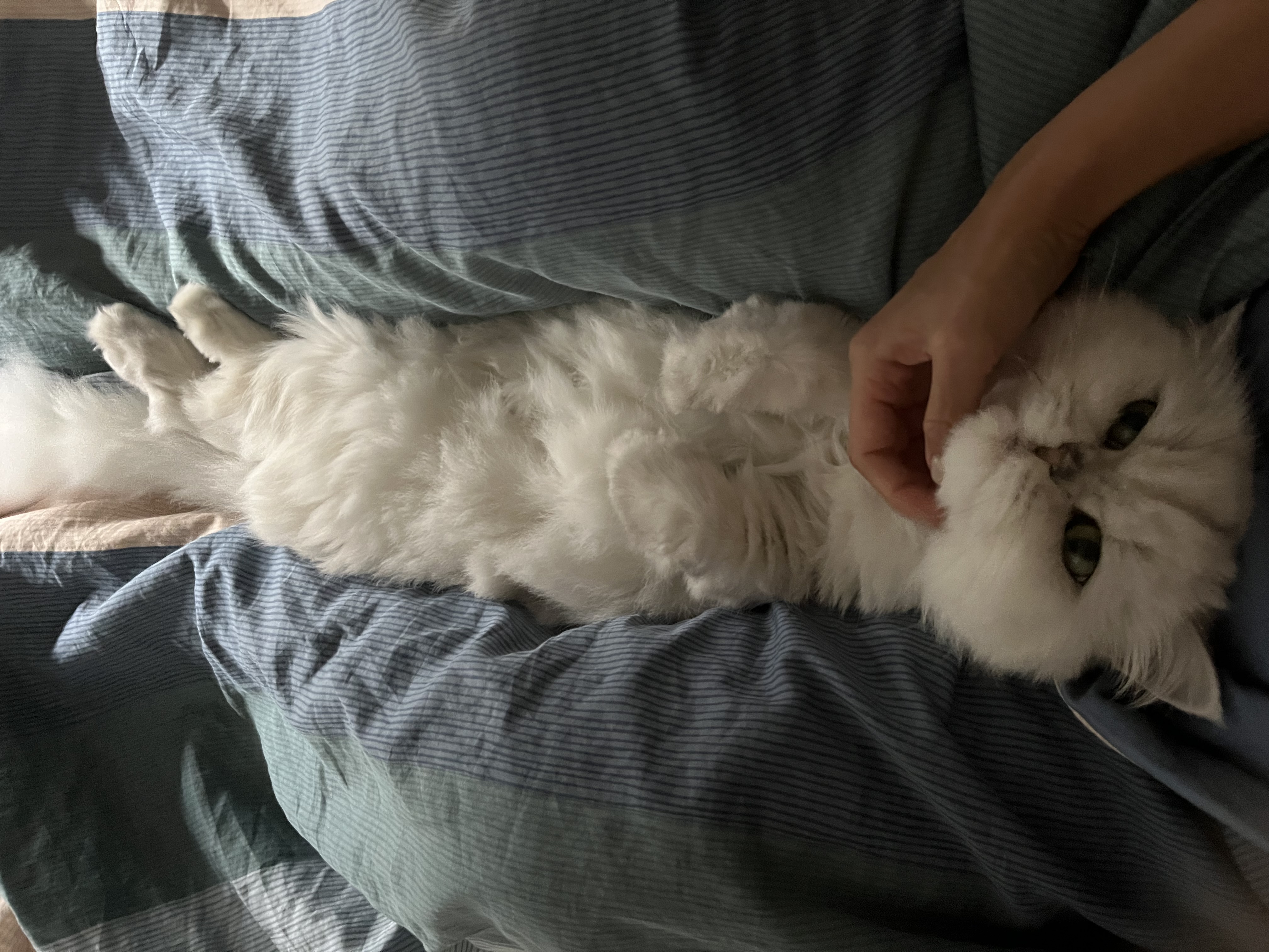 image-8