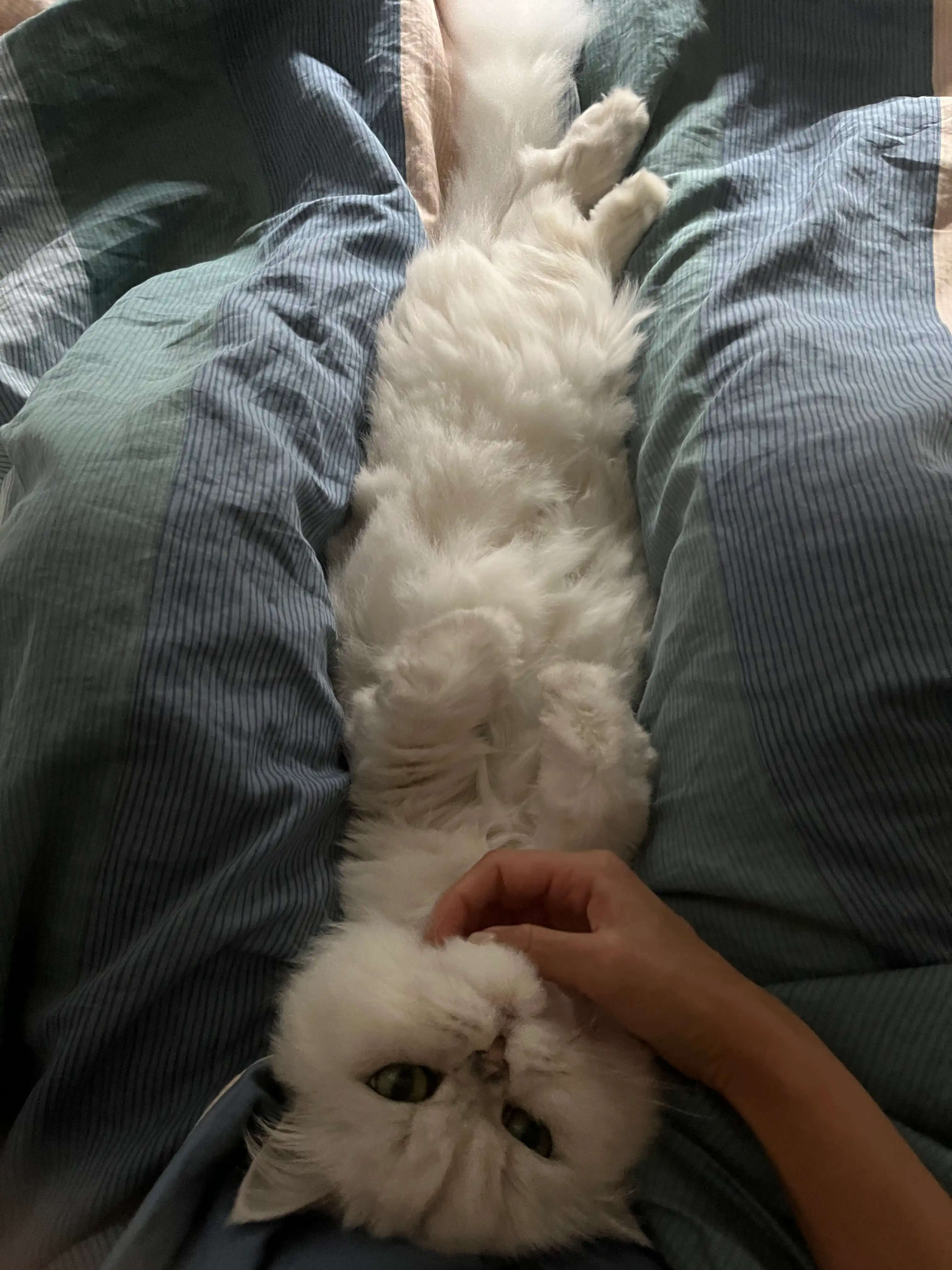 image-8