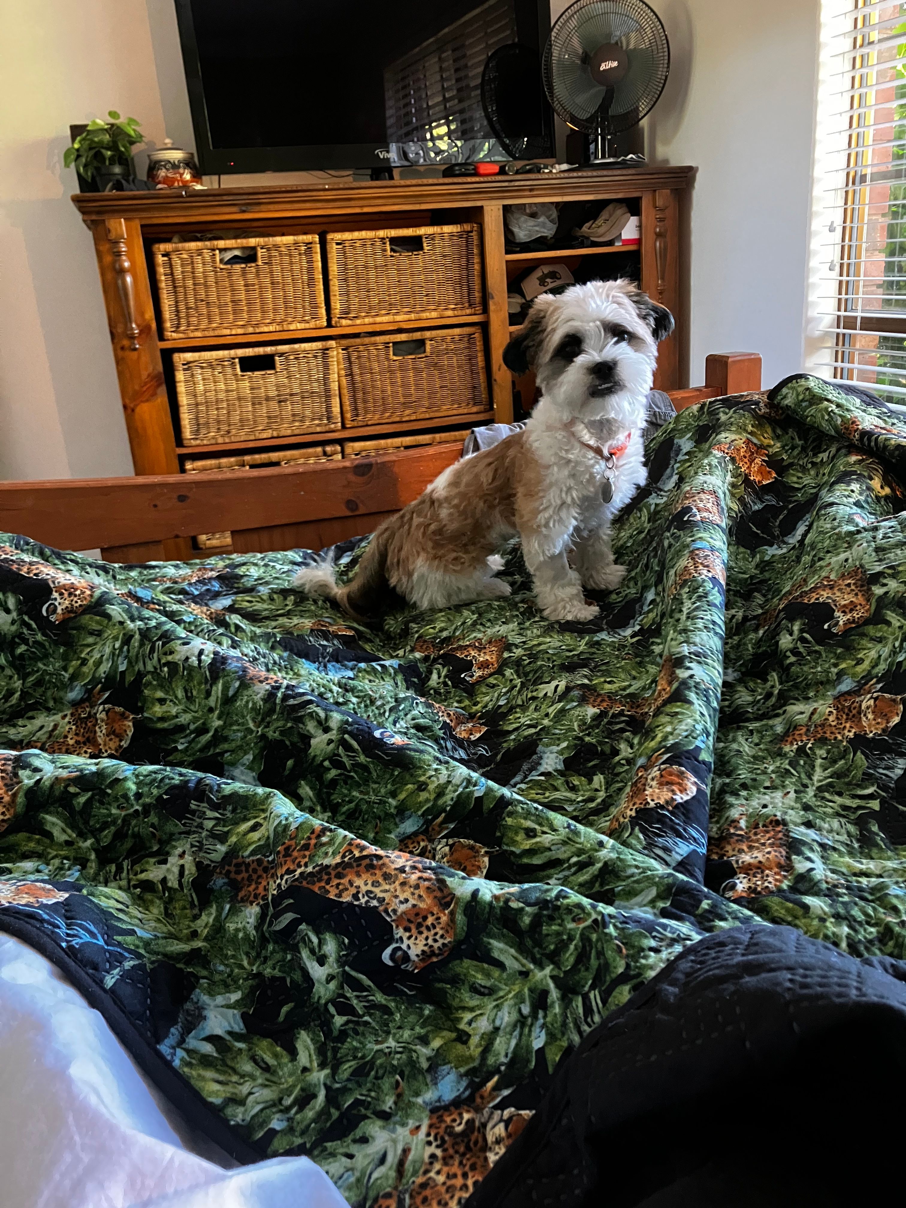 image-12