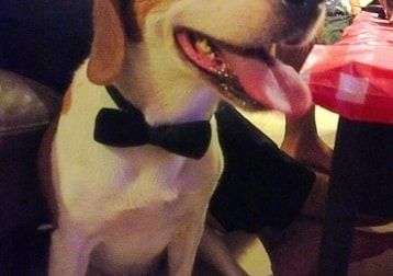 Portrait of Littlefoot, the dog