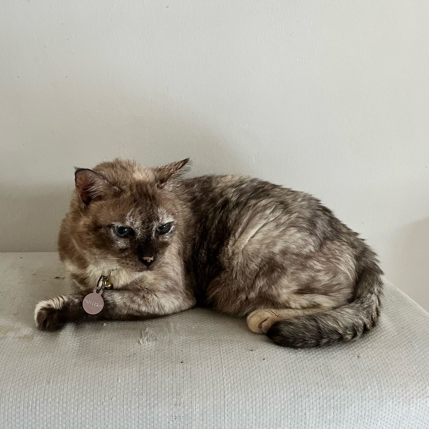 Portrait of Brownie , the cat