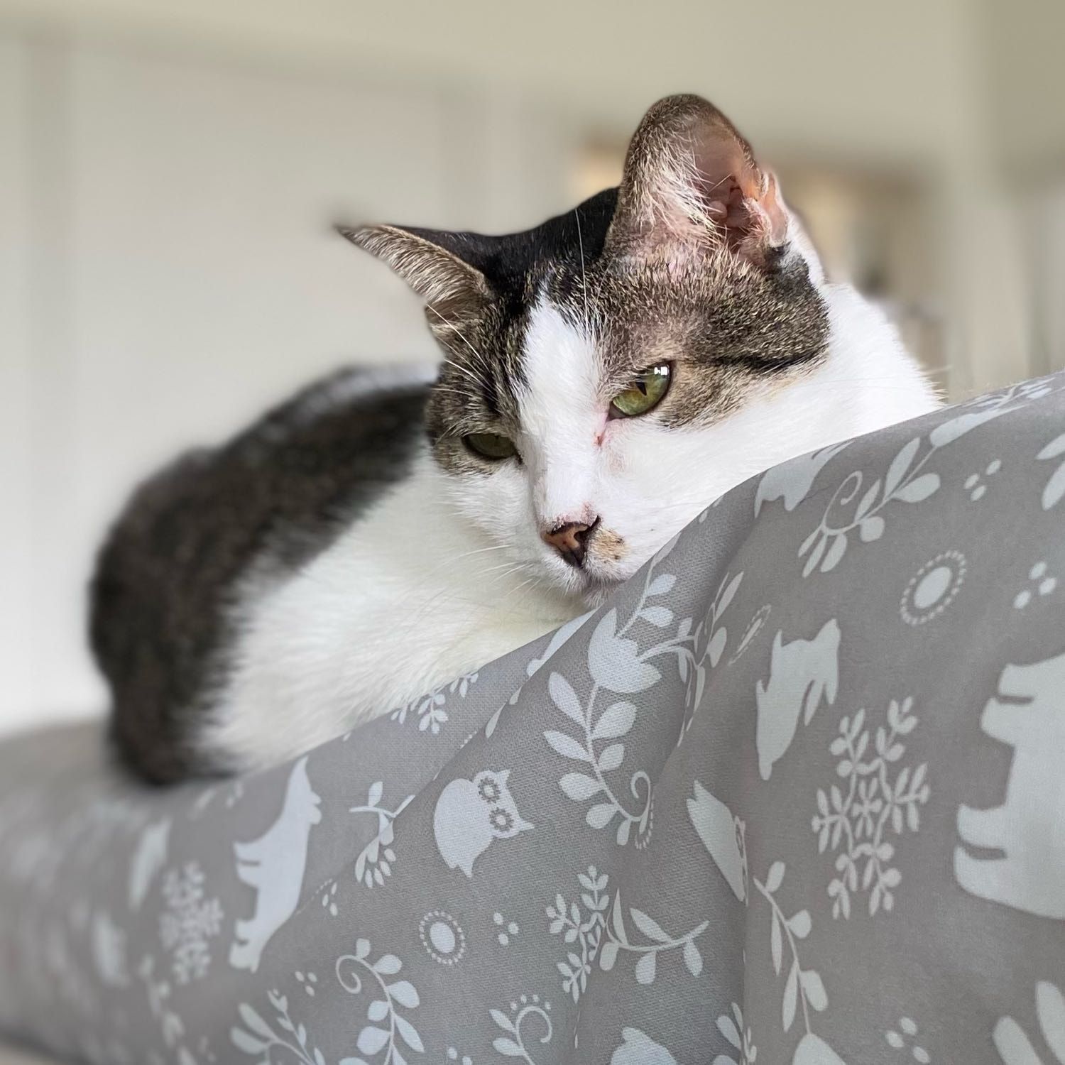 Portrait of Rei, the cat