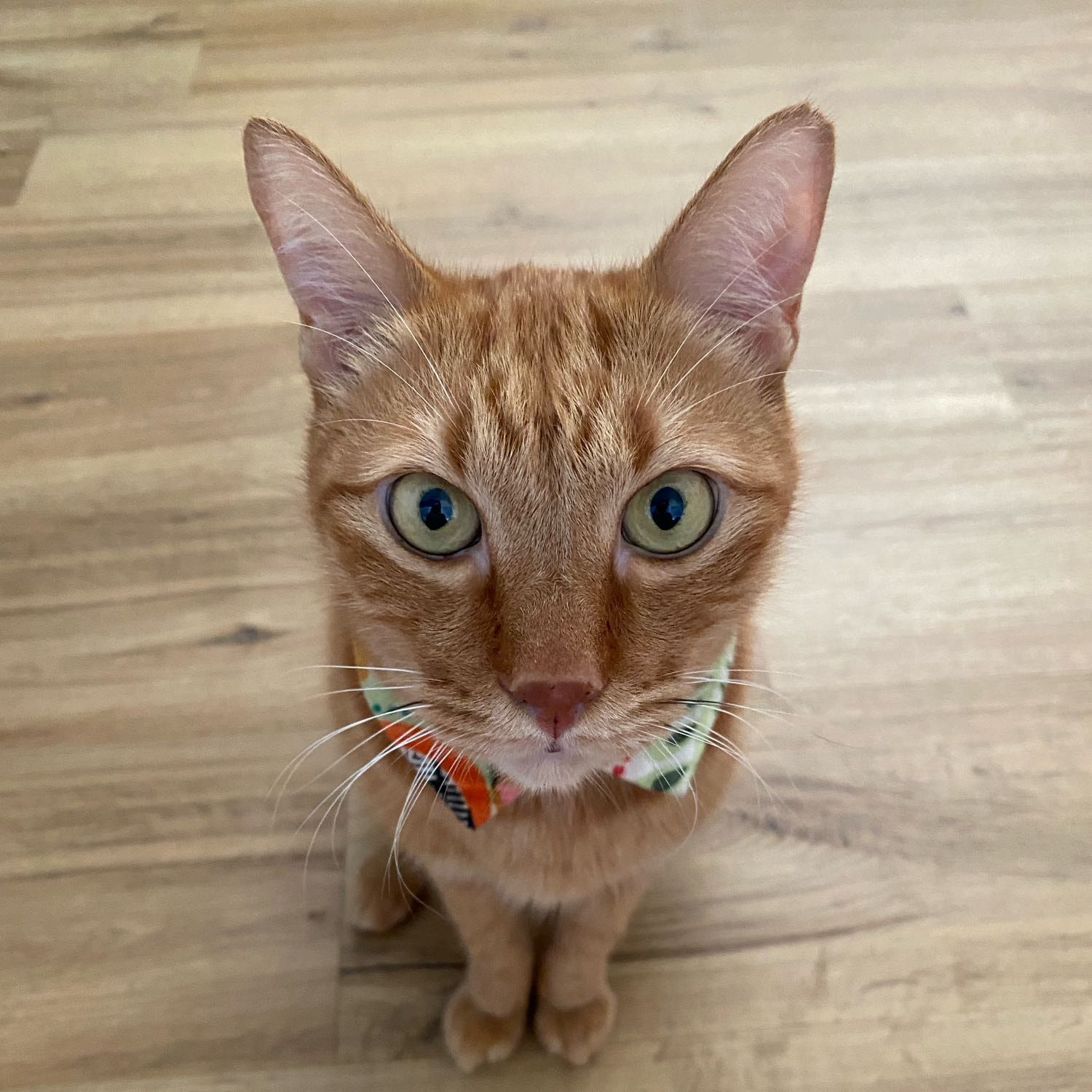 Portrait of Kai Kai , the cat