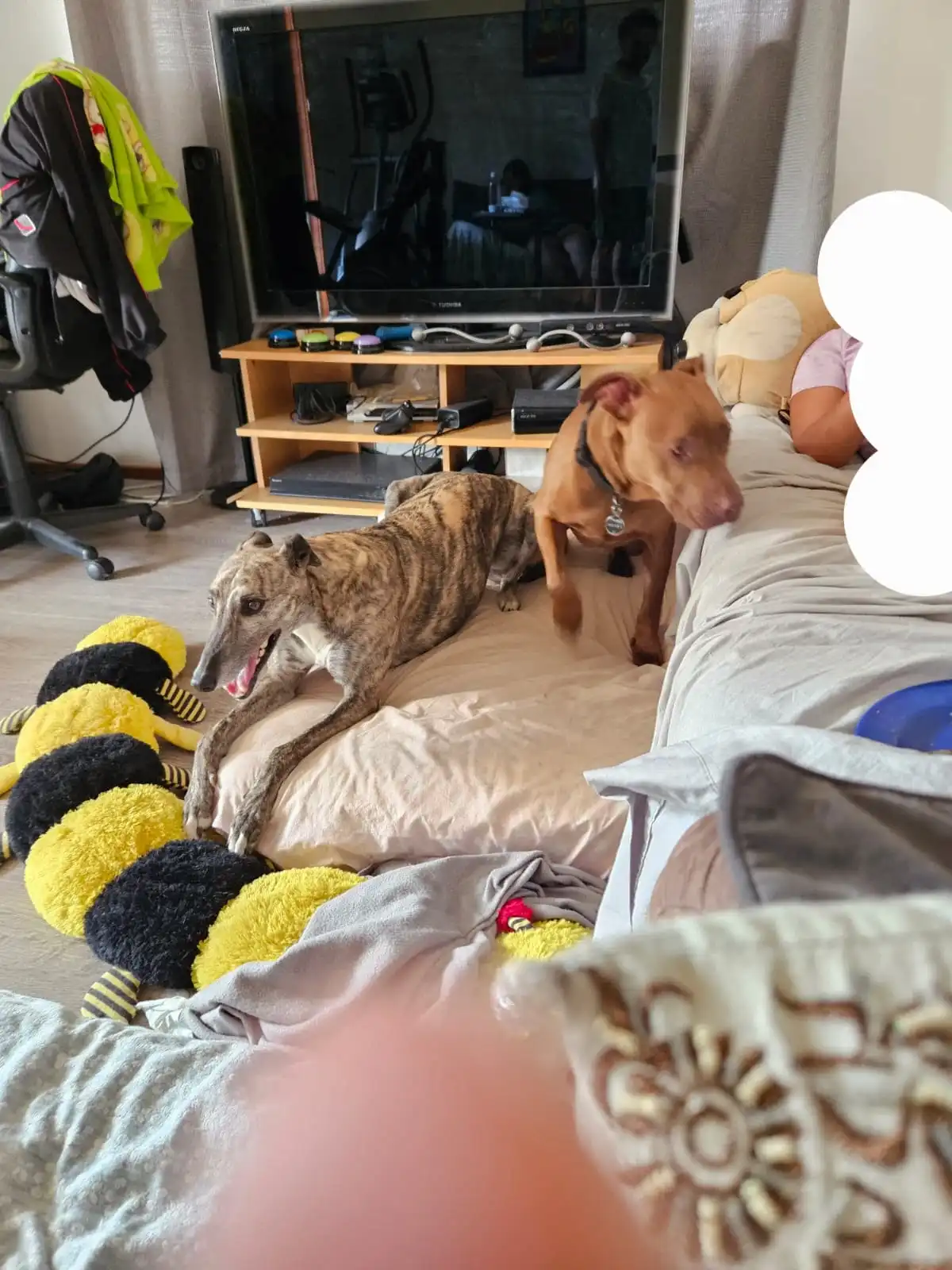image-5
