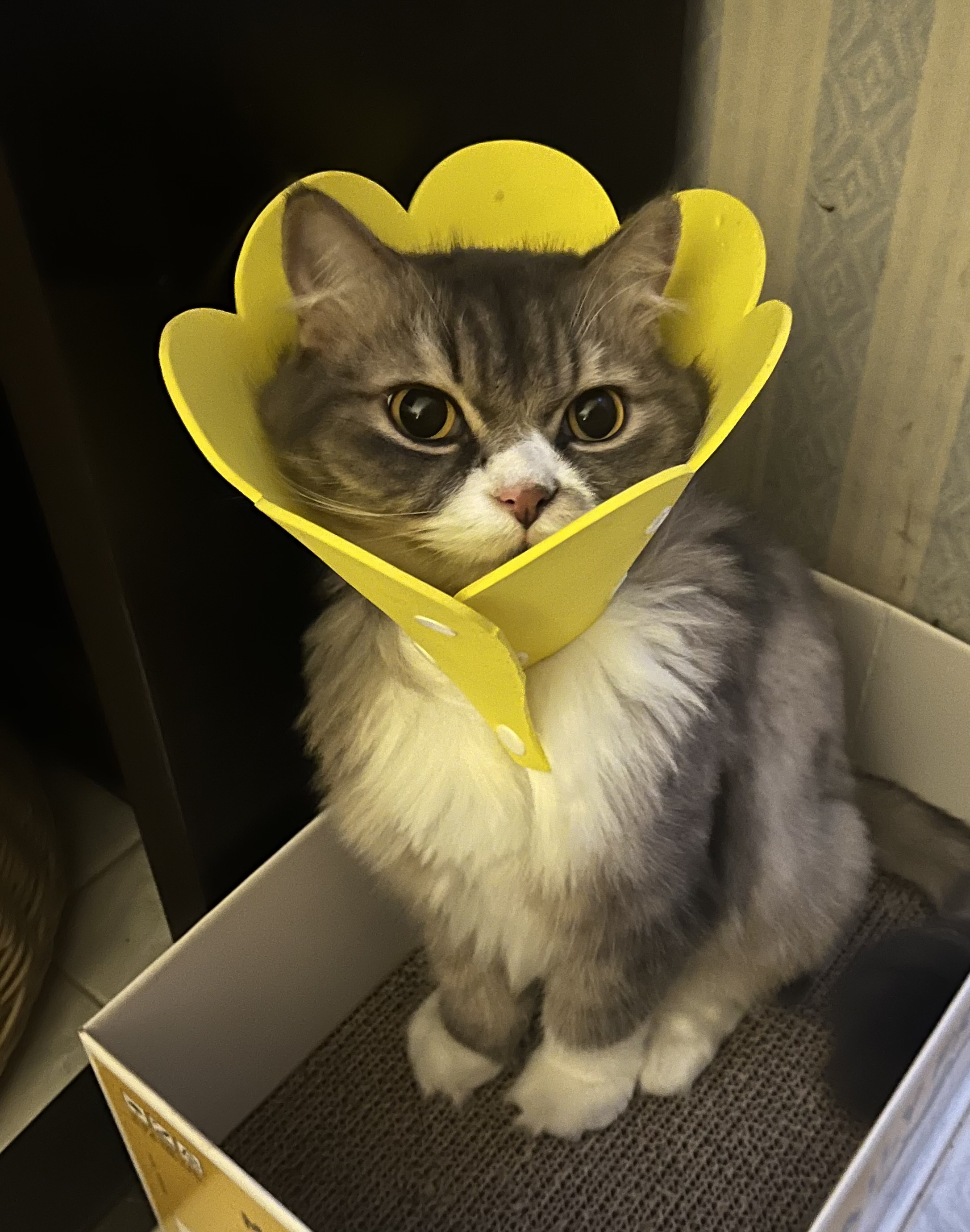 Pet Sitting Pats Boarding Place For Cats Jeanine Pet Sitter In