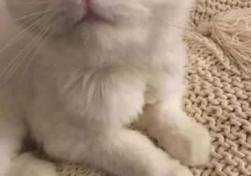 Portrait of Alfred (no longer with us 😢), the cat