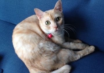 Portrait of Amp, the cat