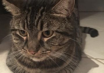 Portrait of Mindy, the cat