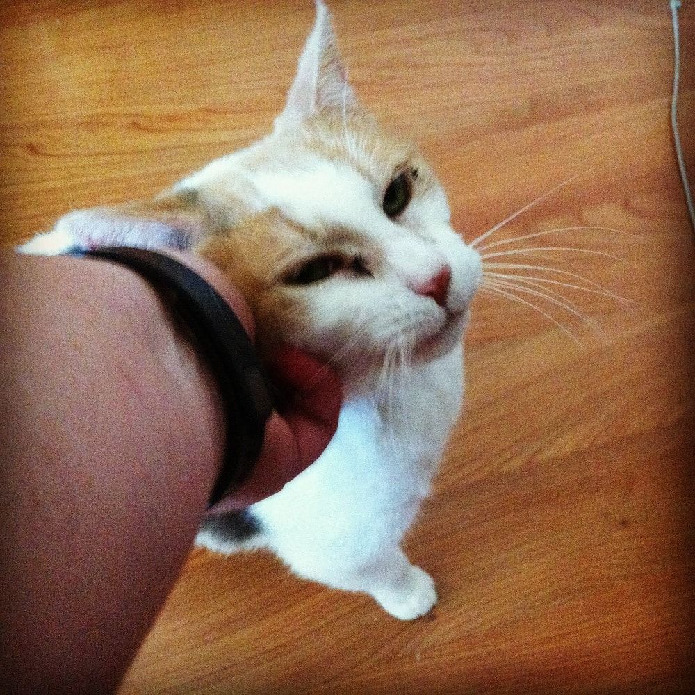 image-7