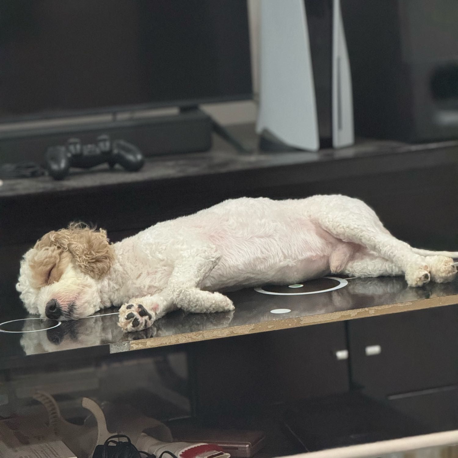 Portrait of Casper , the dog