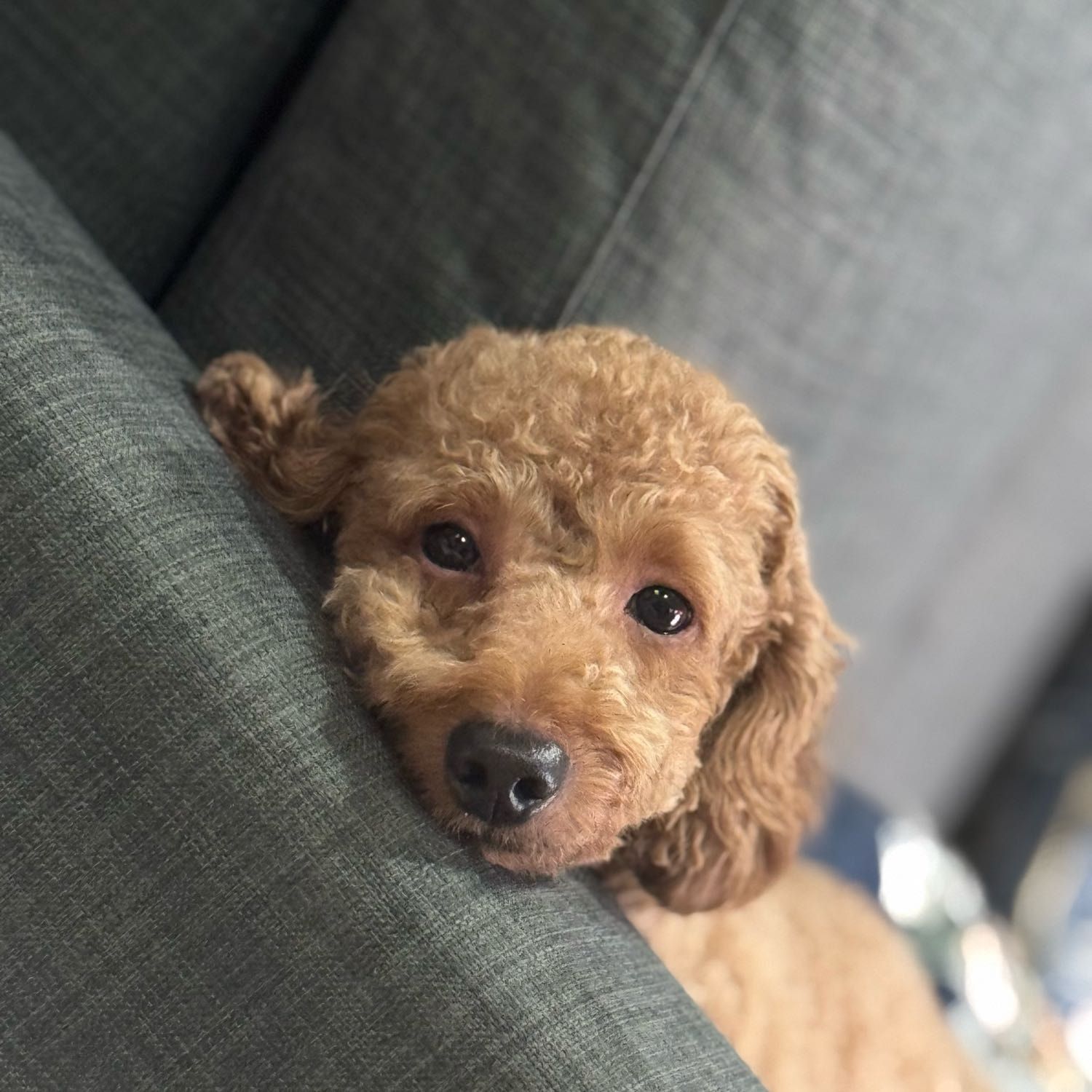Portrait of Coco, the dog
