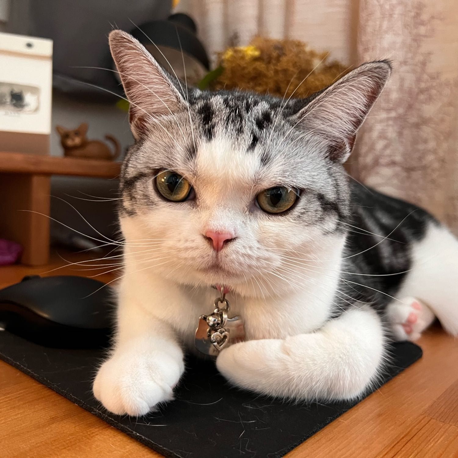 Portrait of Rada, the cat