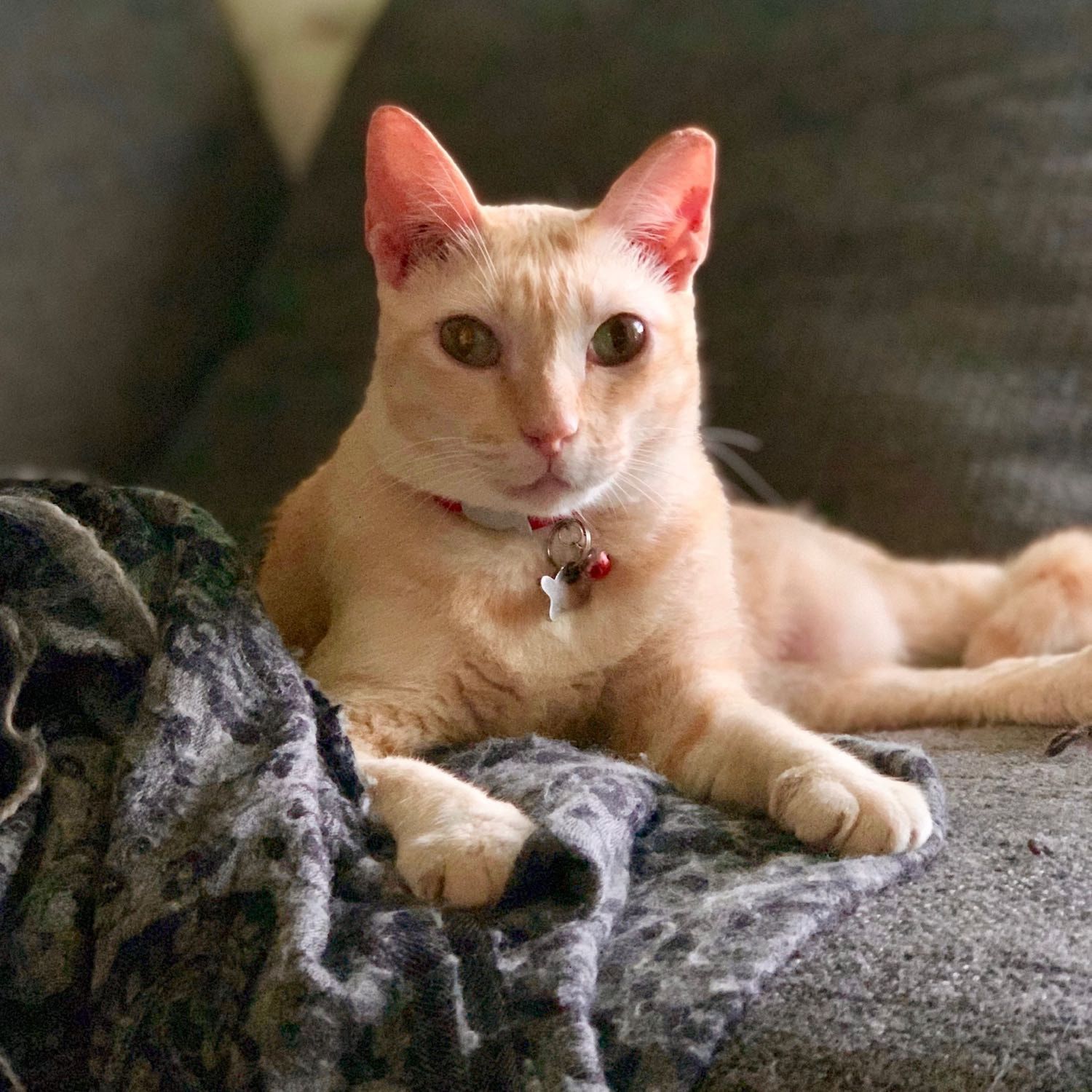 Portrait of Luba, the cat