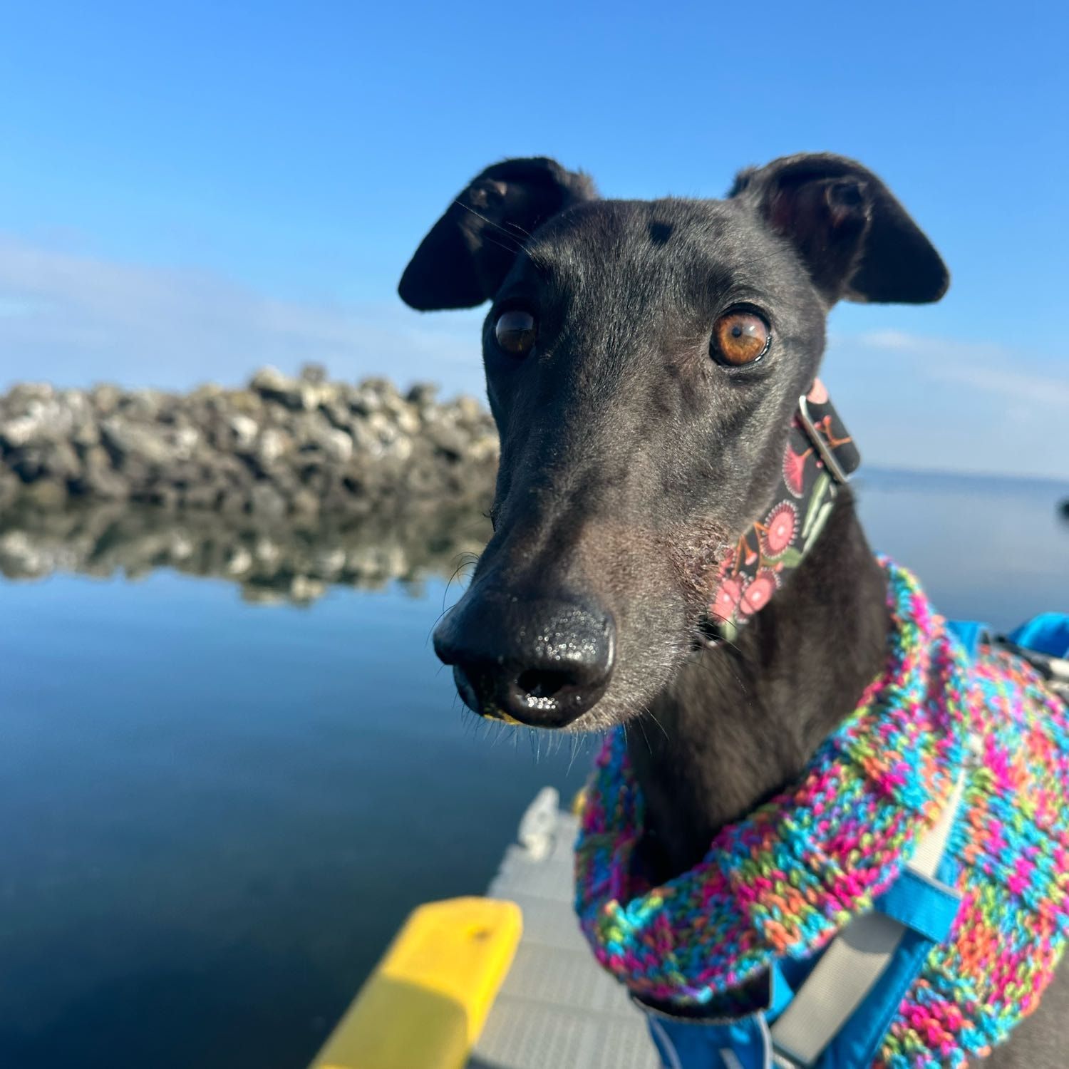 Portrait of Norman , the dog