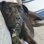 Portrait of Bonnie, the dog