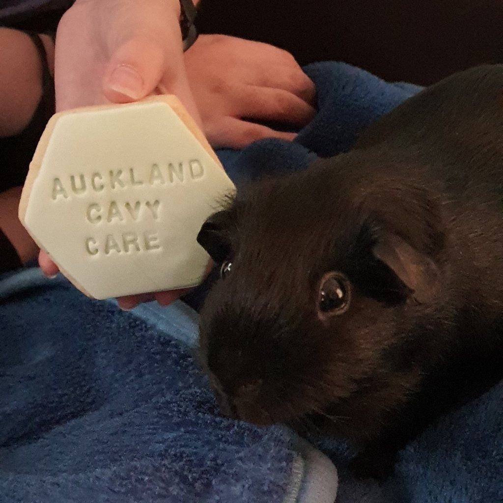 Portrait of Batman, the guineaPig