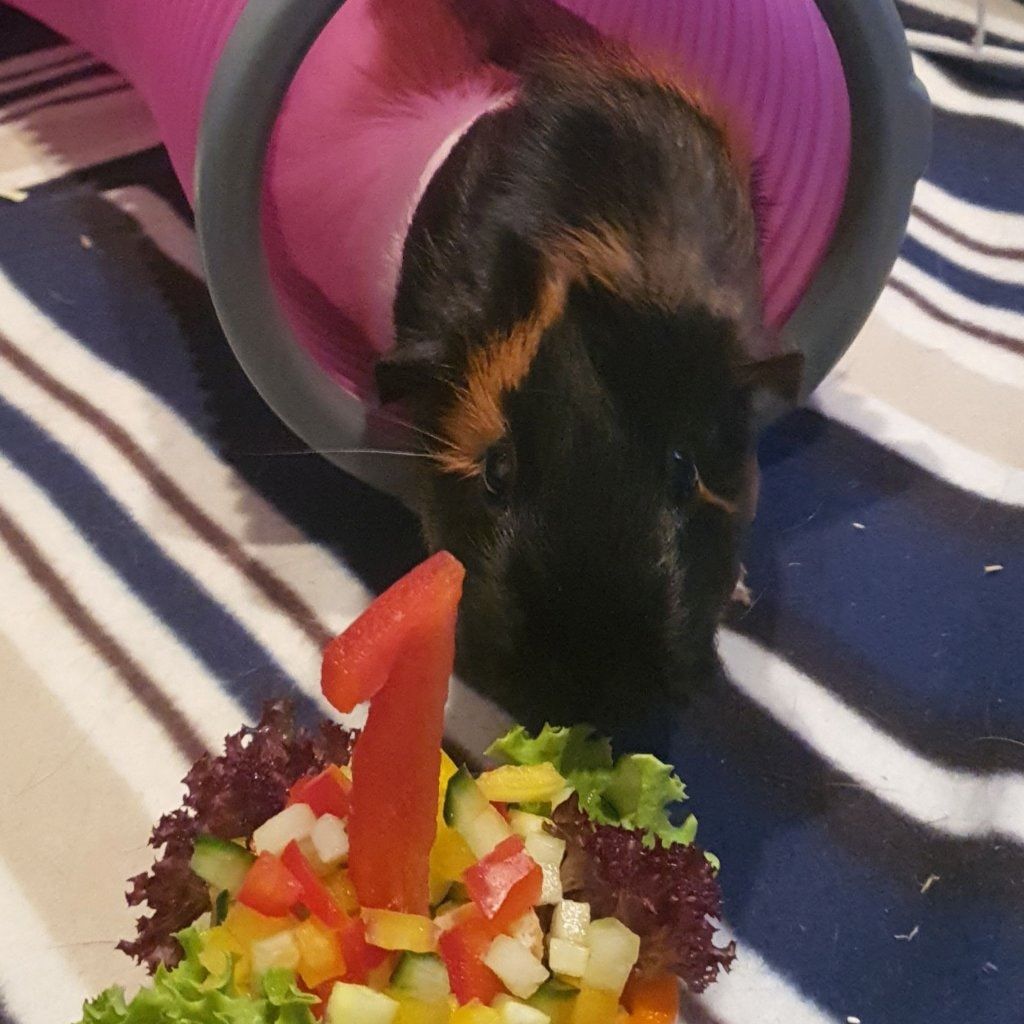 Portrait of Brooke, the guineaPig