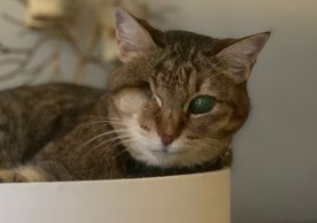 Portrait of Tekila, the cat