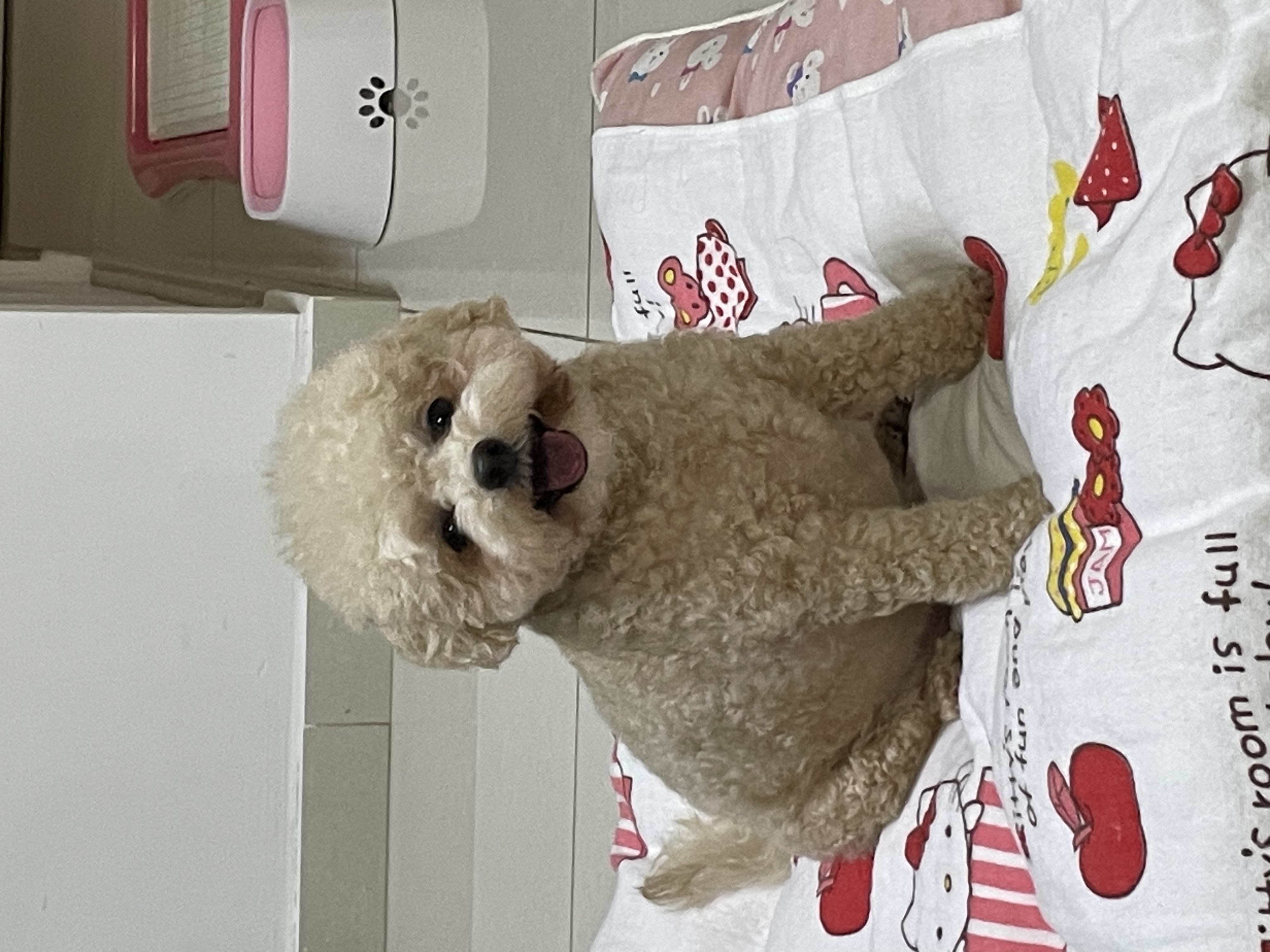 image-37