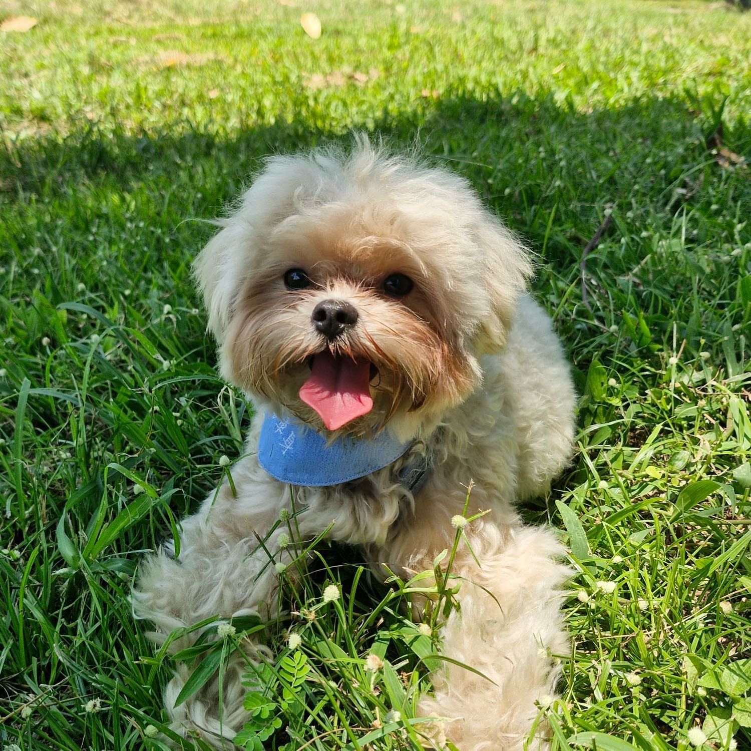 Portrait of Charlie, the dog