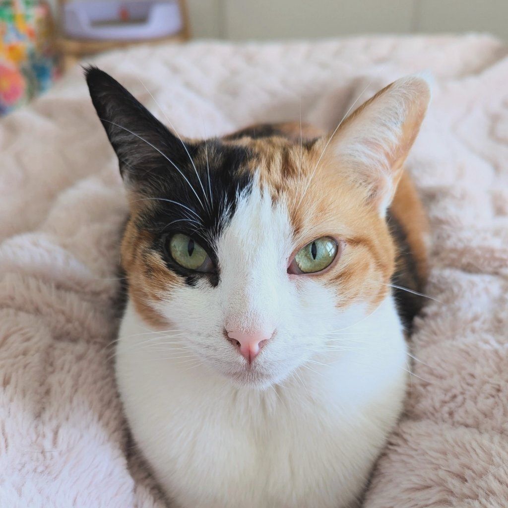 Portrait of Violet, the cat