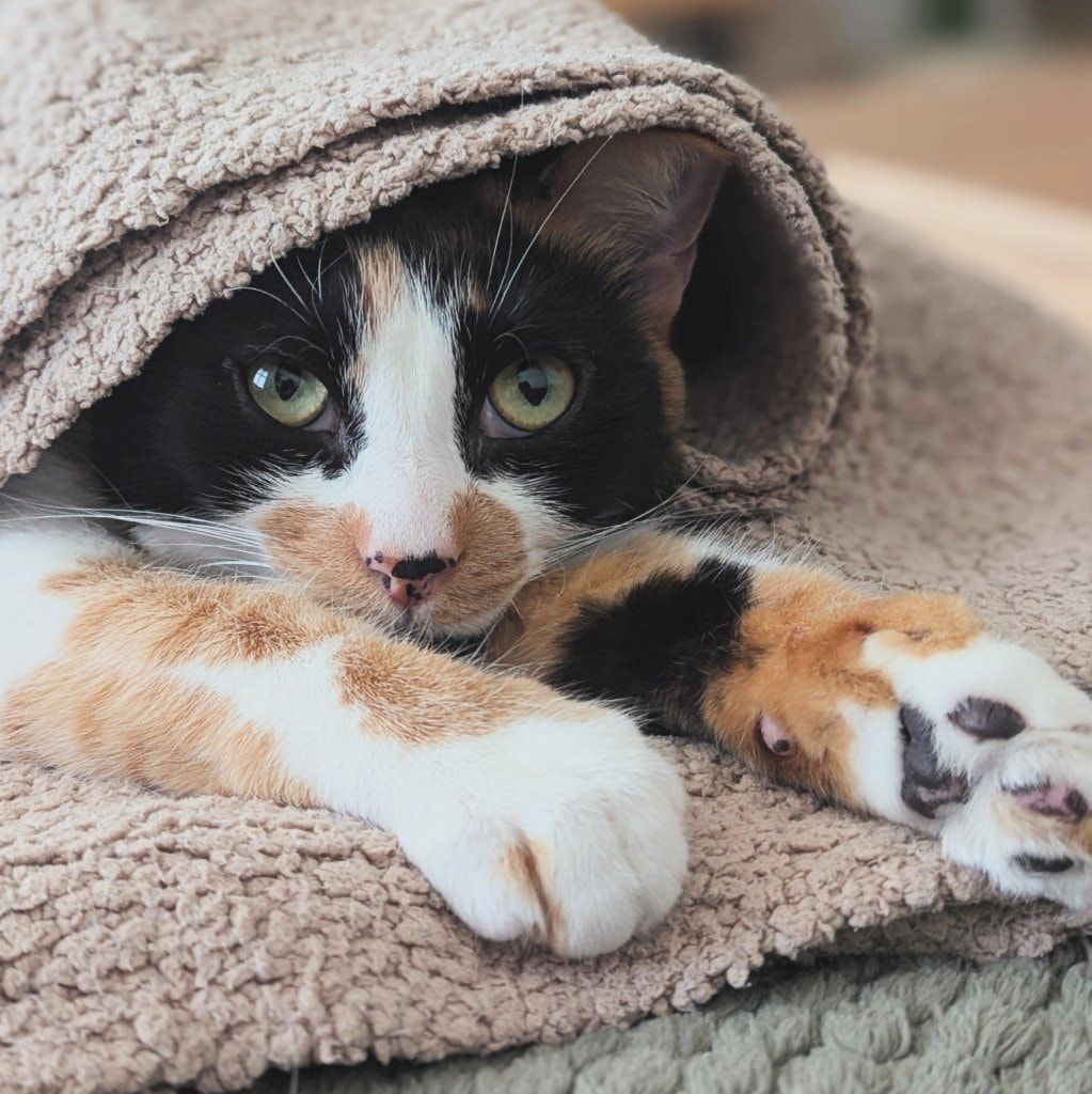 Portrait of Lavender, the cat