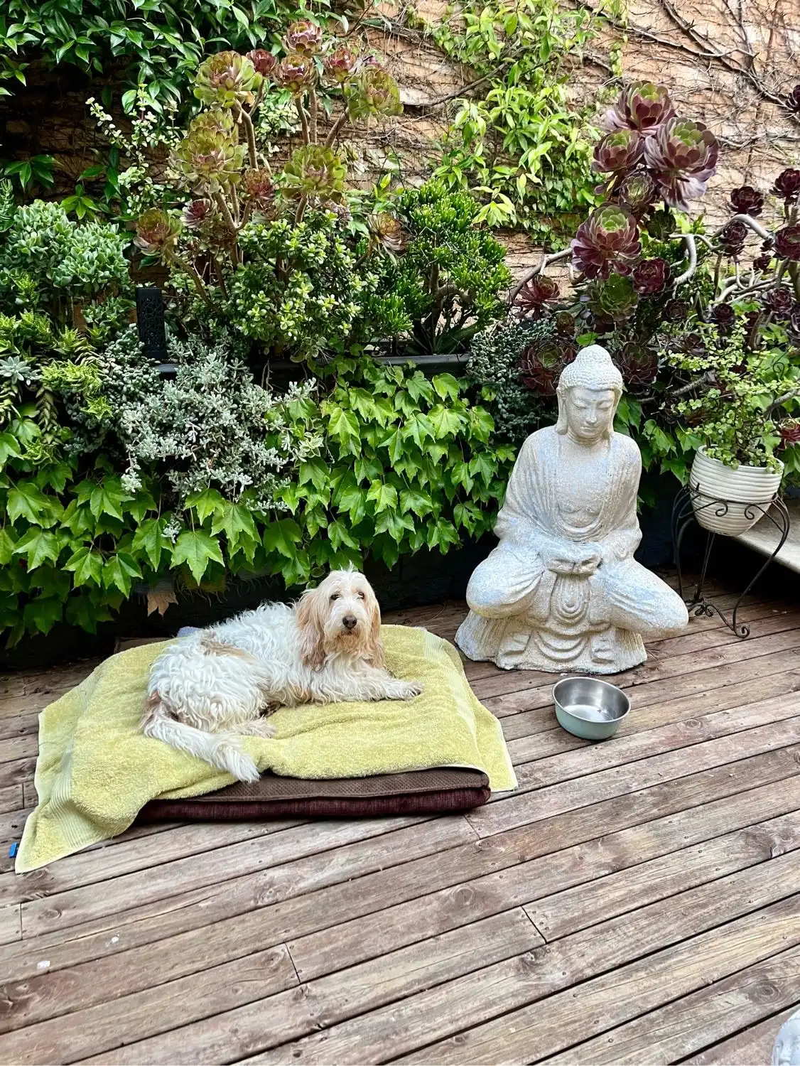 Dog Training Happy Camper Doggy Day Care Karen Pet Sitter In