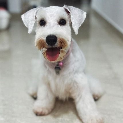Portrait of Ashe, the dog