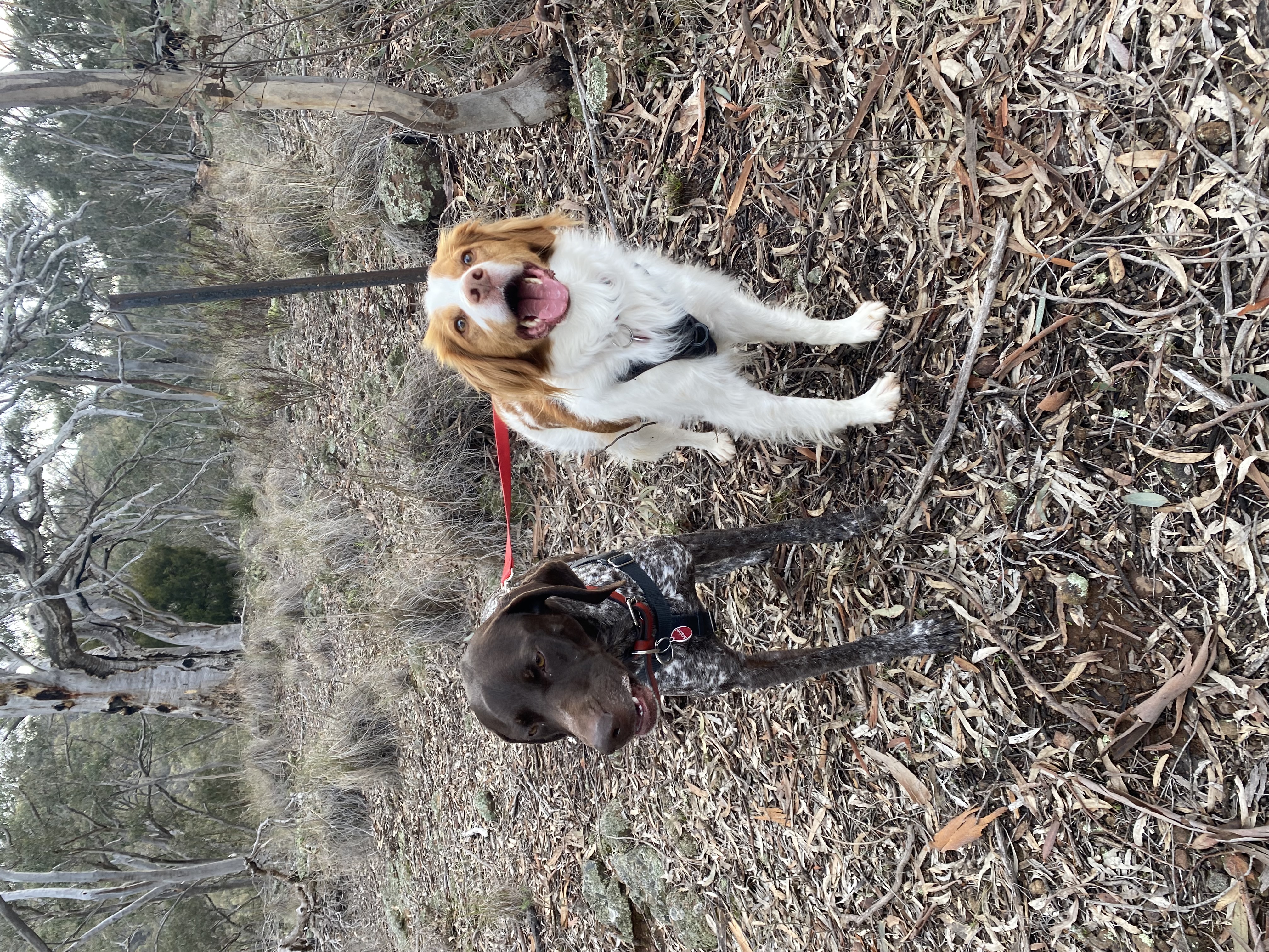Canberra Bush Walks With Dogs Near Me Stu Pet Sitter In Lyneham ACT