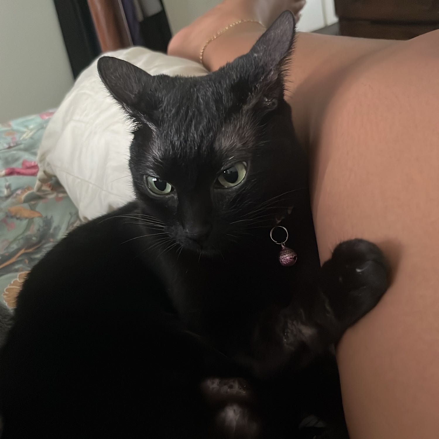 Portrait of Nala, the cat
