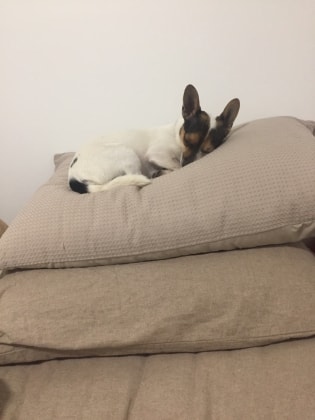image-11