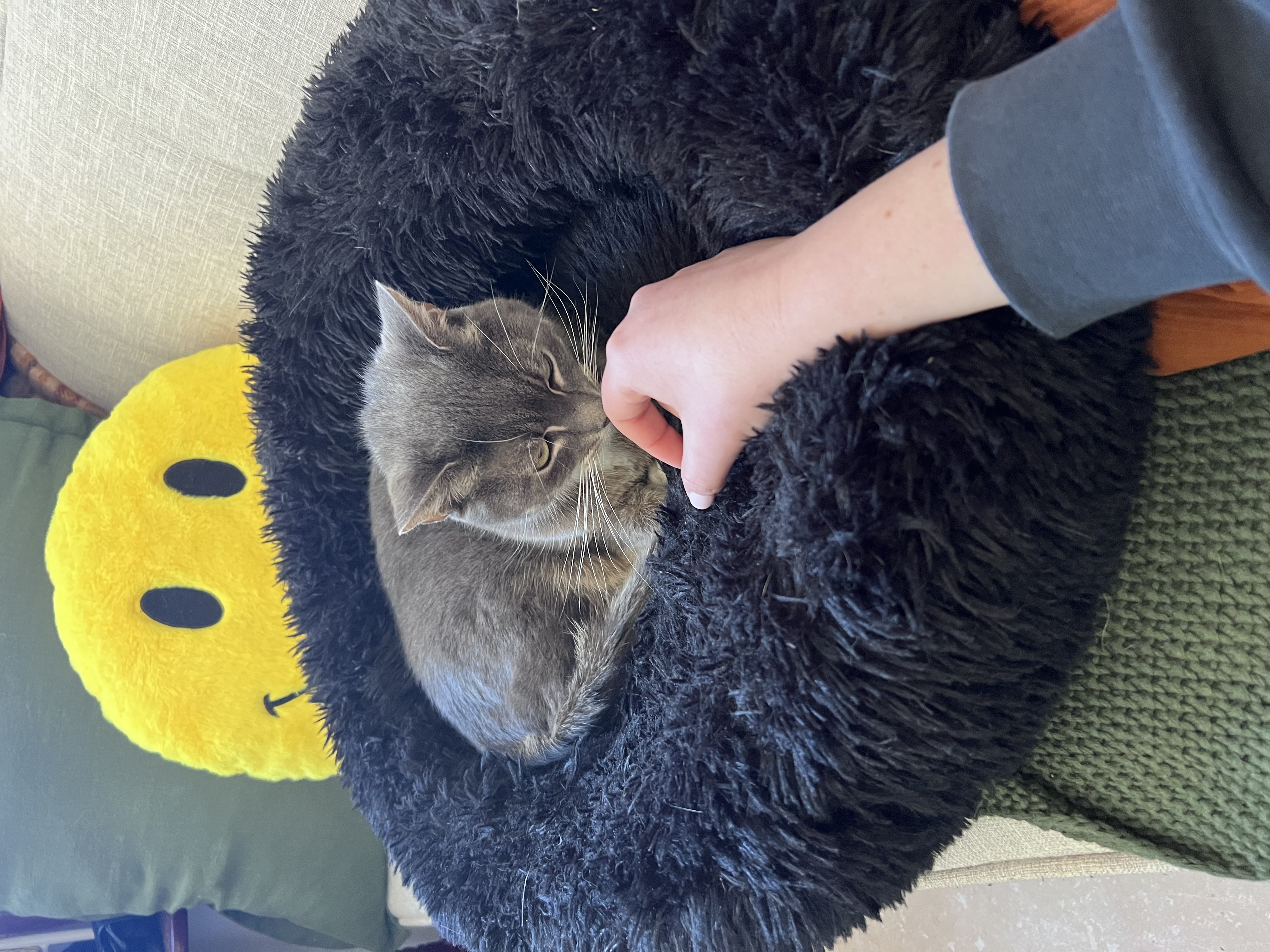 image-6