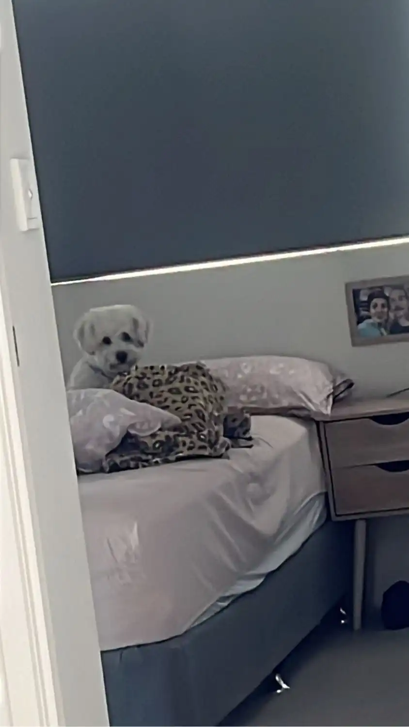 image-7
