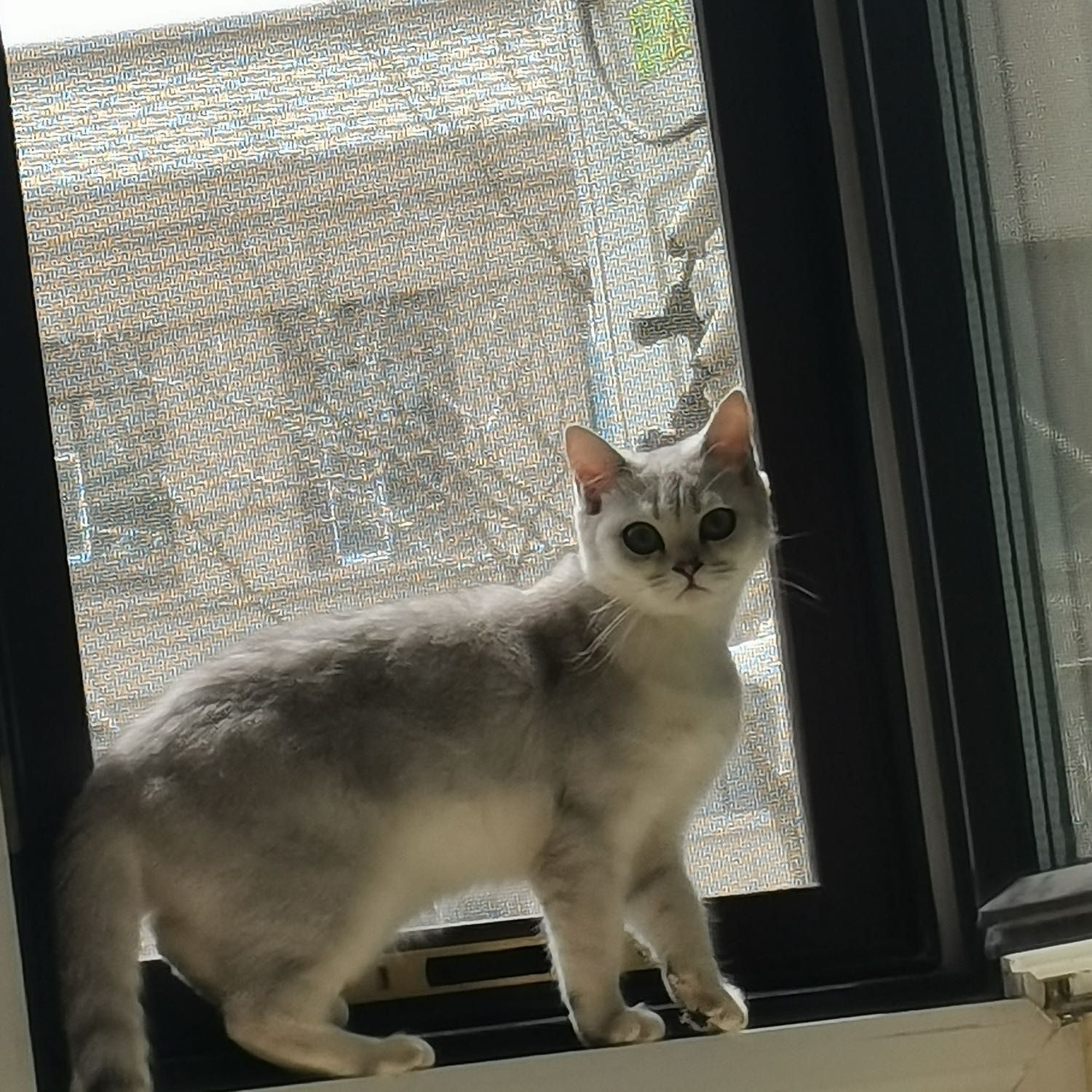 Portrait of xiaoqi , the cat