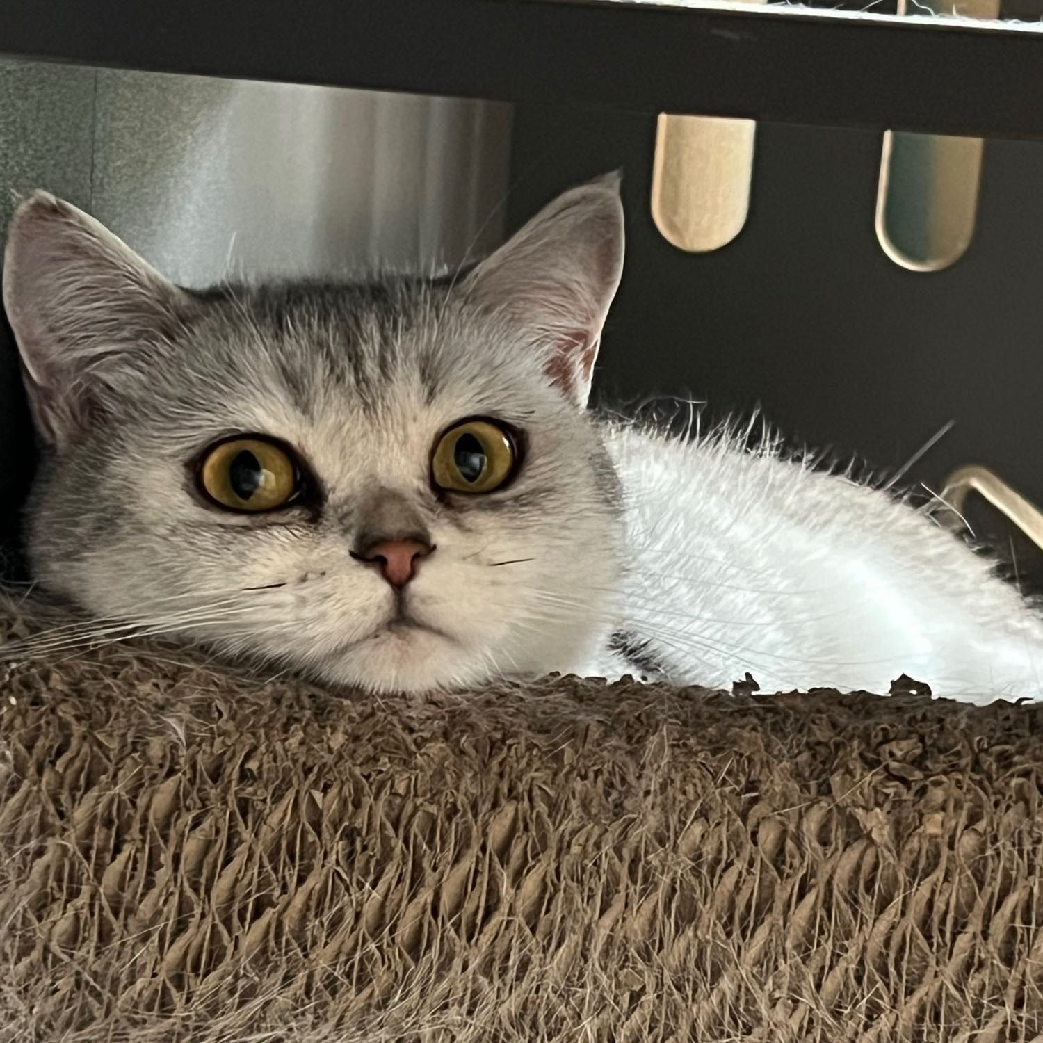 Portrait of August, the cat