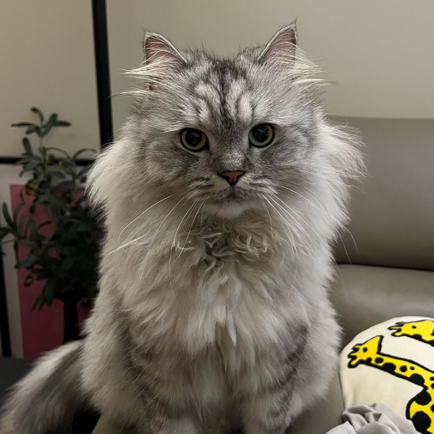 Portrait of Mickey, the cat