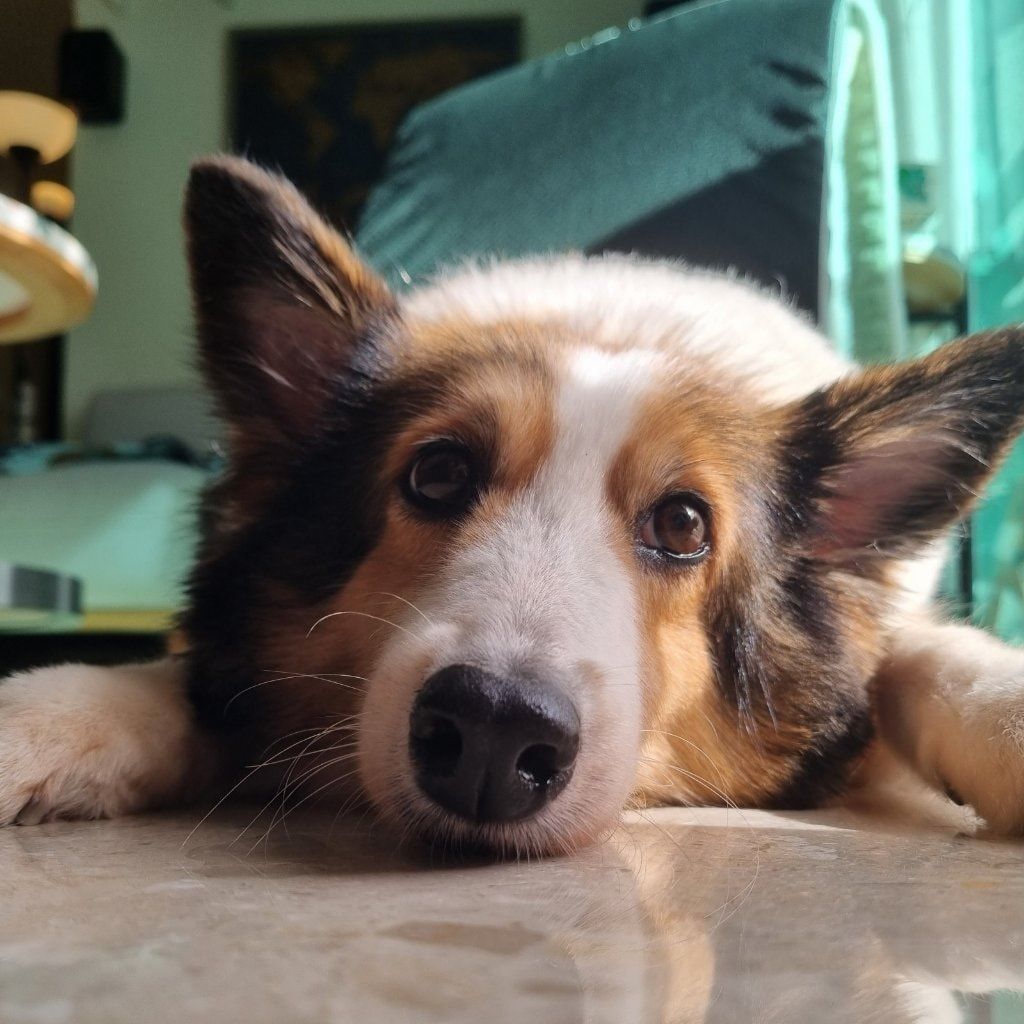 Portrait of Foster Dog, the dog