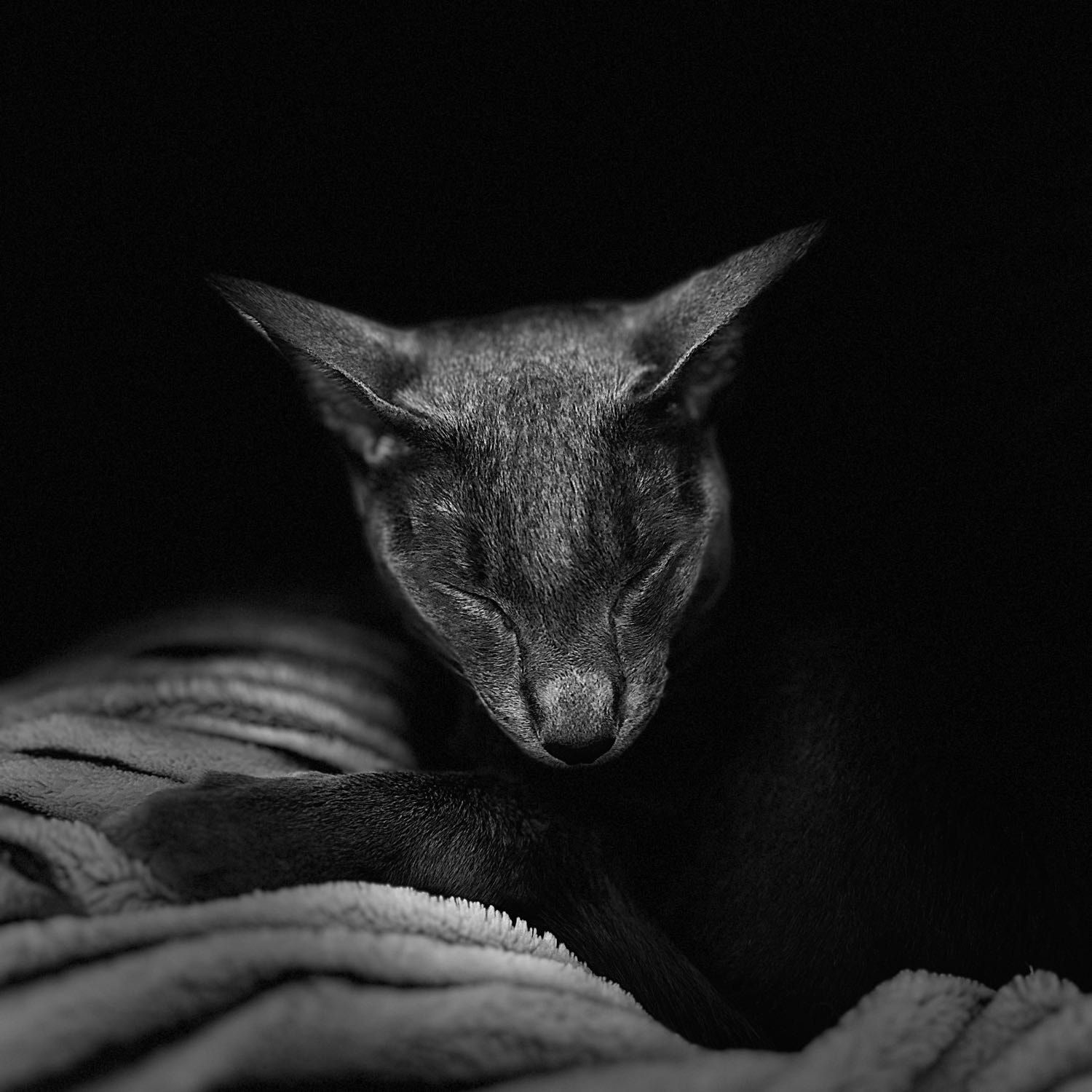 Portrait of Willis , the cat