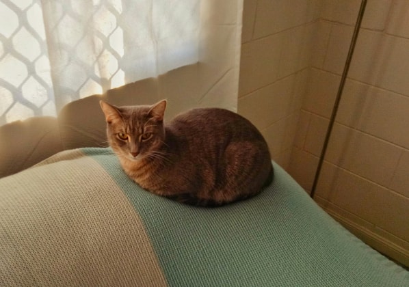 image-7
