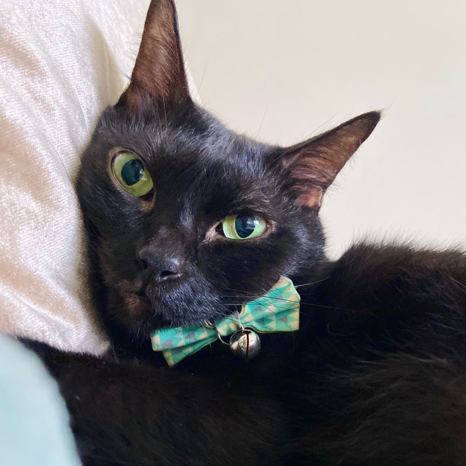 Portrait of Ink, the cat