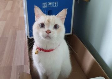 Portrait of Yasmin, the cat