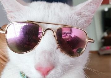 Portrait of Rumi, the cat